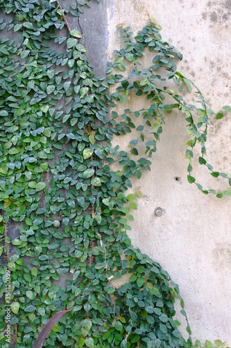 ivy on the wall