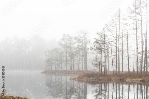 Foggy autumn morning cenas moor with reflections in a swamp lake © EriksZ