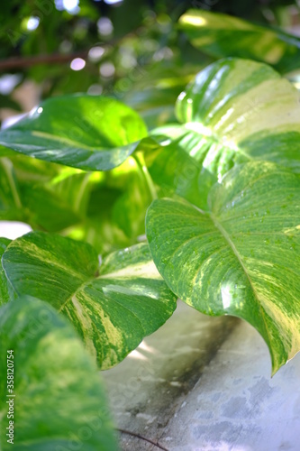 water drops on green leaves