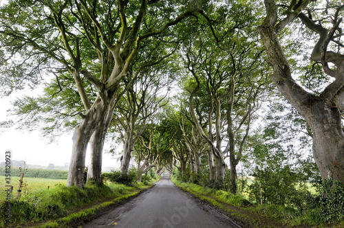 Magnifique allée d'arbre située en irlande du nord et devenue célèbre grâce à la série "game of thrones", lieu nommé "the dark edges".