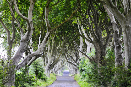 Magnifique allée d'arbre située en irlande du nord et devenue célèbre grâce à la série 