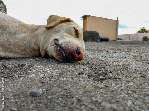 An Indian female street dog sleeping on the roof of a building photo