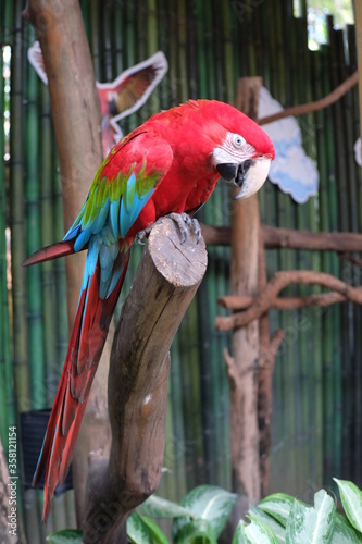 red and yellow macaw