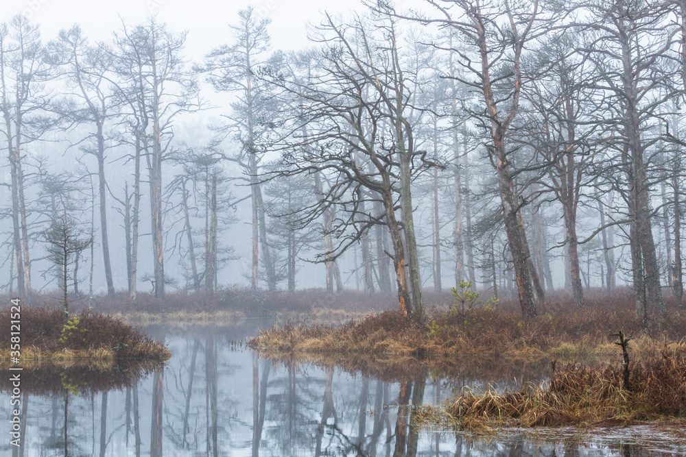 Foggy autumn morning cenas moor with reflections in a swamp lake Foggy autumn morning cenas moor with reflections in a swamp lake