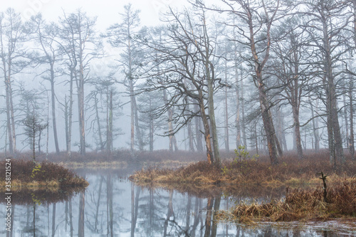 Foggy autumn morning cenas moor with reflections in a swamp lake