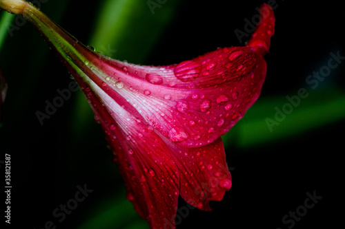 side view of a red lilly flower