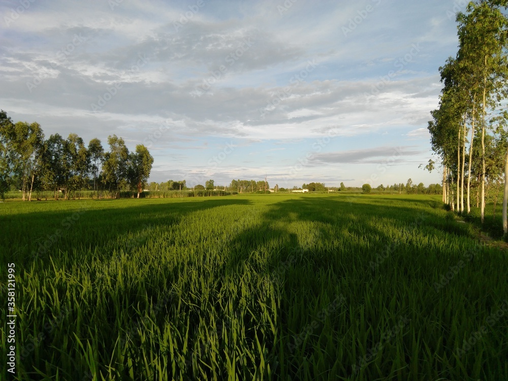Lush green fields with blue sky. Lush green fields with blue sky.