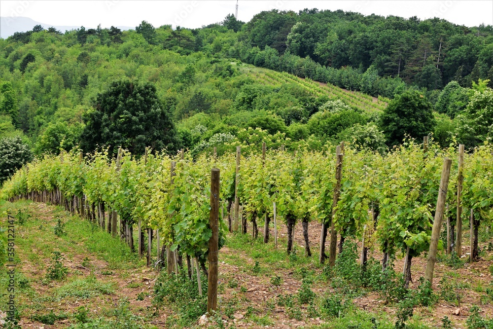 vineyard in tuscany italy