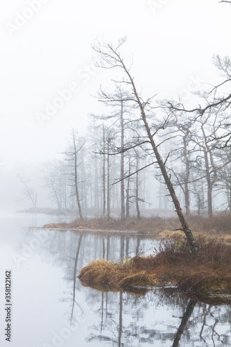 Foggy autumn morning cenas moor with reflections in a swamp lake © EriksZ