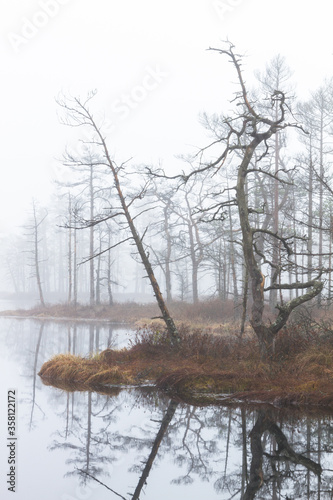 Foggy autumn morning cenas moor with reflections in a swamp lake