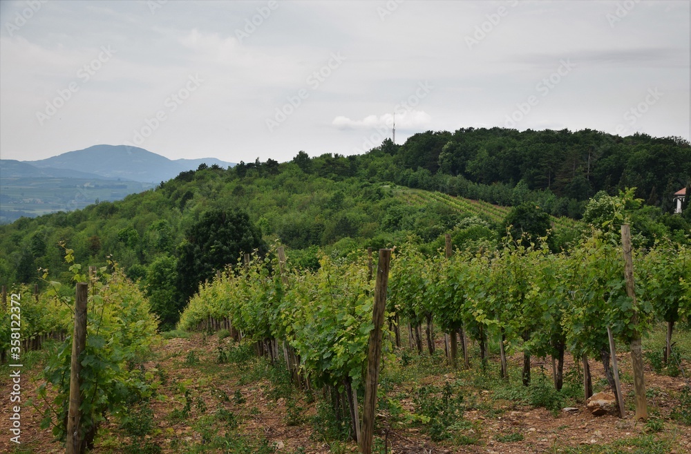 vineyard in tuscany italy