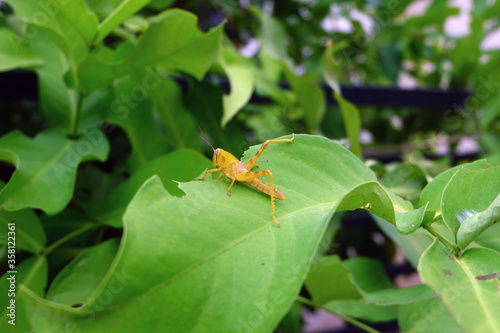 yellow Grasshopper on a leaf