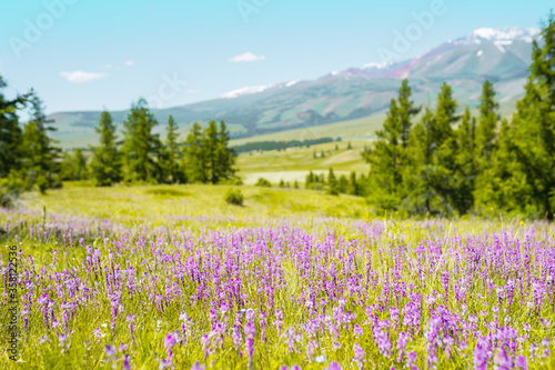 meadow with flowers in Altay