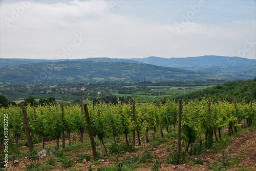 Fototapeta Naklejka Na Ścianę i Meble -  vineyard in tuscany