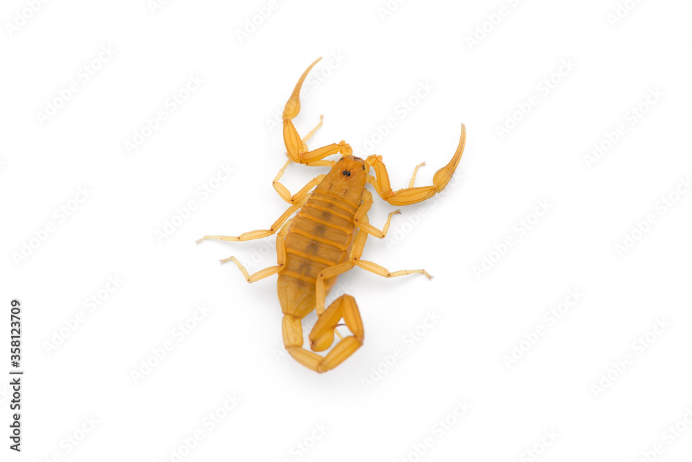 Yellow deadly dangerous scorpion top view isolated on white background Yellow deadly dangerous scorpion top view isolated on white background
