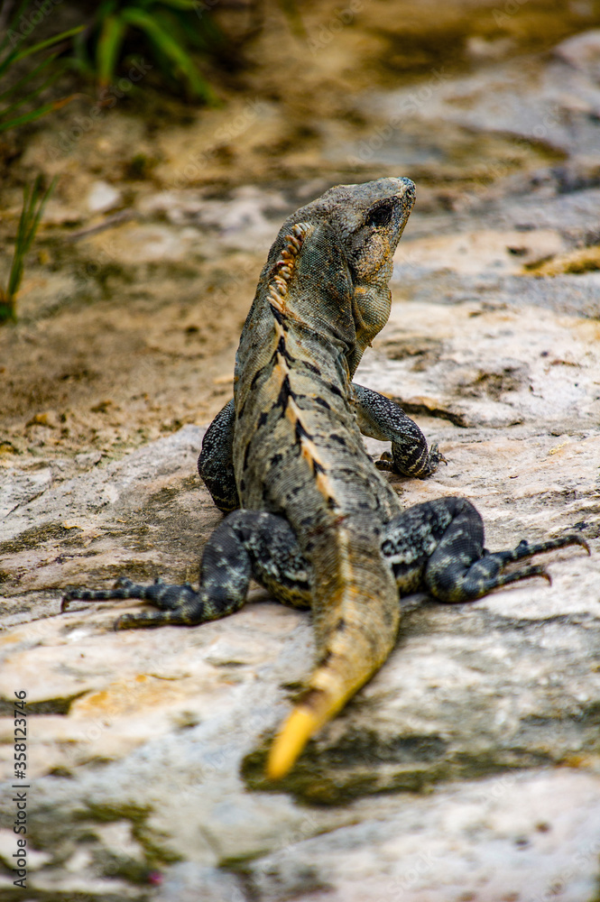 It's Mexican iguana lying on the stone It's Mexican iguana lying on the stone