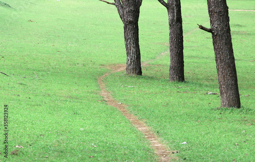 Walking in a green pine forest. photo