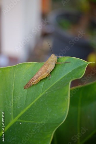 green grasshopper on leaf
