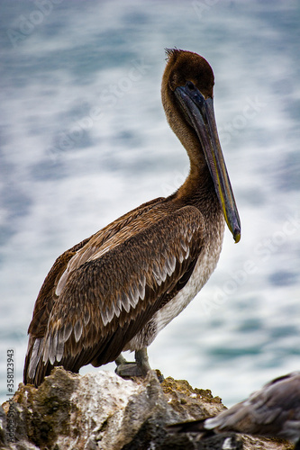 It's Pelican in Mexico