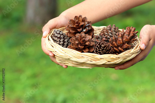 Pine or fur cones in basket on forest floor