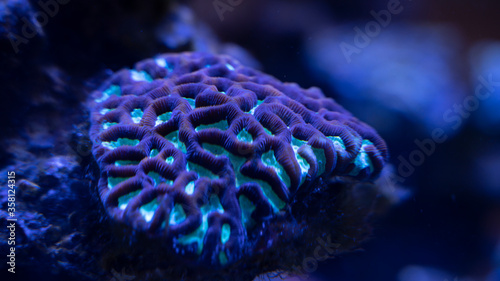 Fototapeta Naklejka Na Ścianę i Meble -  Underwater inhabitants colorful big coral close up, blue background