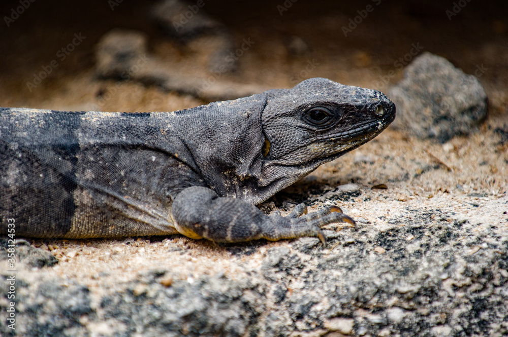 Fototapeta premium It's Close up of a Mexican iguana