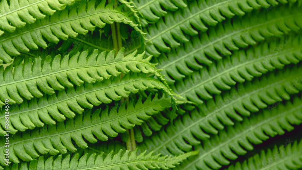 Fern leaf background. Beautiful green leaf background. Nature background Fern leaf background. Beautiful green leaf background. Nature background