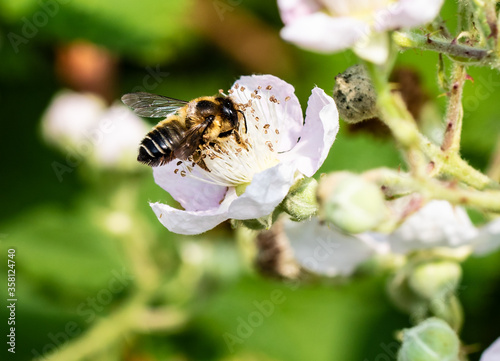 Honigbiene saugt den Blütennektor einer Brombeerblüte im Frühsommer