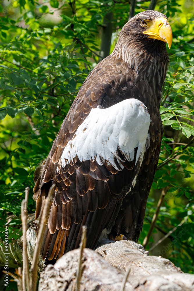 Stellers zeearend / Steller's sea eagle / Haliaeetus pelagicus (portret / portrait) Stellers zeearend / Steller's sea eagle / Haliaeetus pelagicus (portret / portrait)