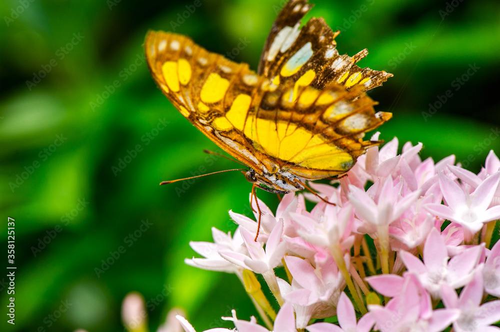 It's Mexican butterfly over the flower It's Mexican butterfly over the flower
