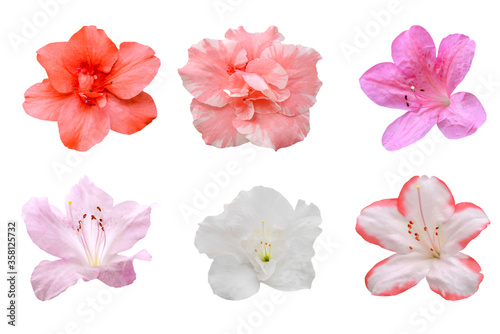 Foto set of azalea flowers isolated on white