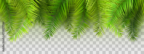 Summer palm leaves