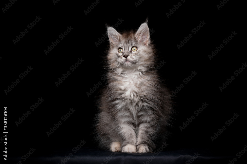 Fototapeta premium cute maine coon kitten studio portrait on black background