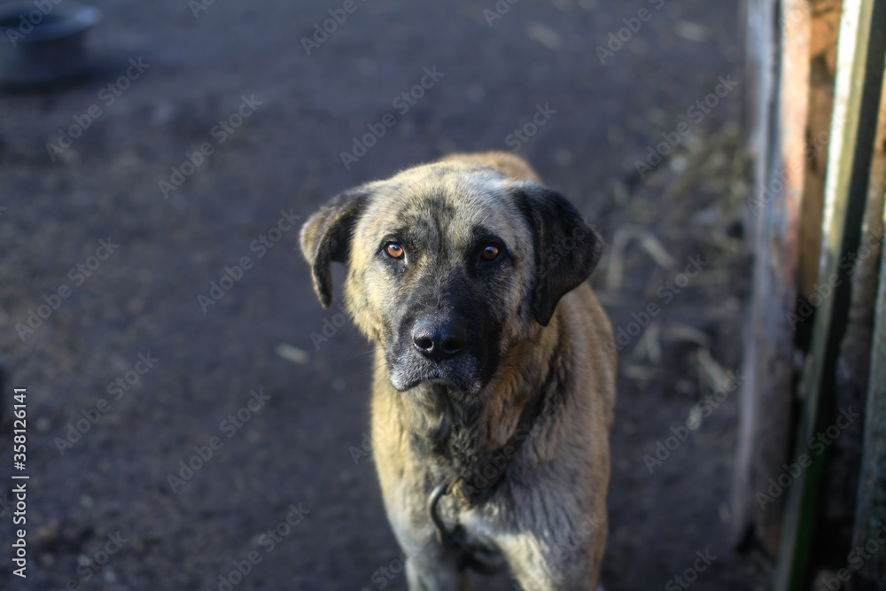 Cute pet on the nature near the house. Homeless poor dog playing on the street and looking at the camera. Stock photo for design Cute pet on the nature near the house. Homeless poor dog playing on the street and looking at the camera. Stock photo for design