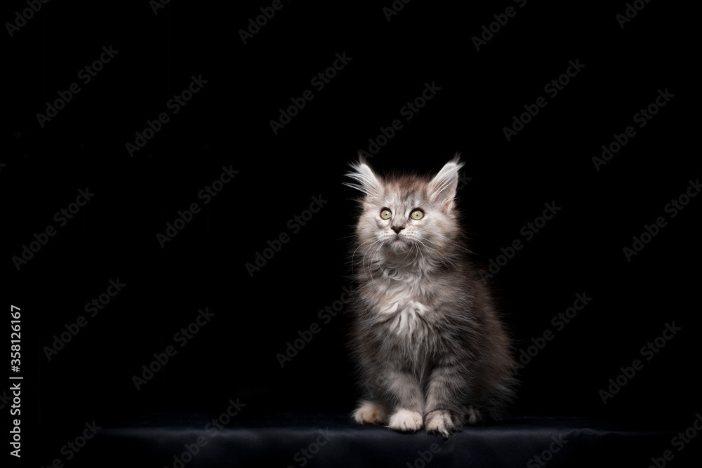 Fototapeta premium cute maine coon kitten studio portrait on black background with copy space