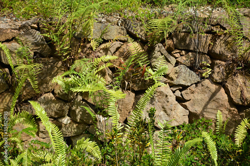 Boulder rocks with green plant leaves in Antipolo City, Philippines