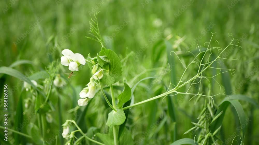 Peas and oats detail green fertilization mulch field tendrils soil for crops green manure farming organic, marmalade hoverfly, agricultural production, cover crop agricultute, pea Pisum sativum Peas and oats detail green fertilization mulch field tendrils soil for crops green manure farming organic, marmalade hoverfly, agricultural production, cover crop agricultute, pea Pisum sativum