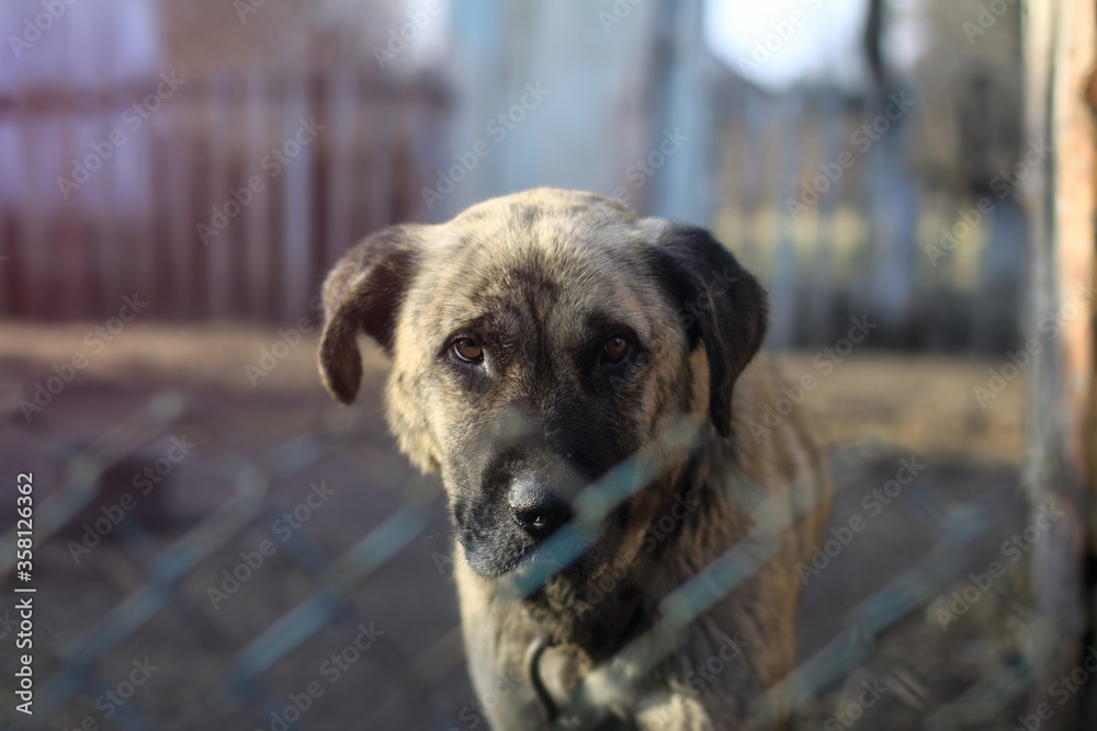 Cute pet on the nature near the house. Homeless poor dog playing on the street and looking at the camera. Stock photo for design Cute pet on the nature near the house. Homeless poor dog playing on the street and looking at the camera. Stock photo for design