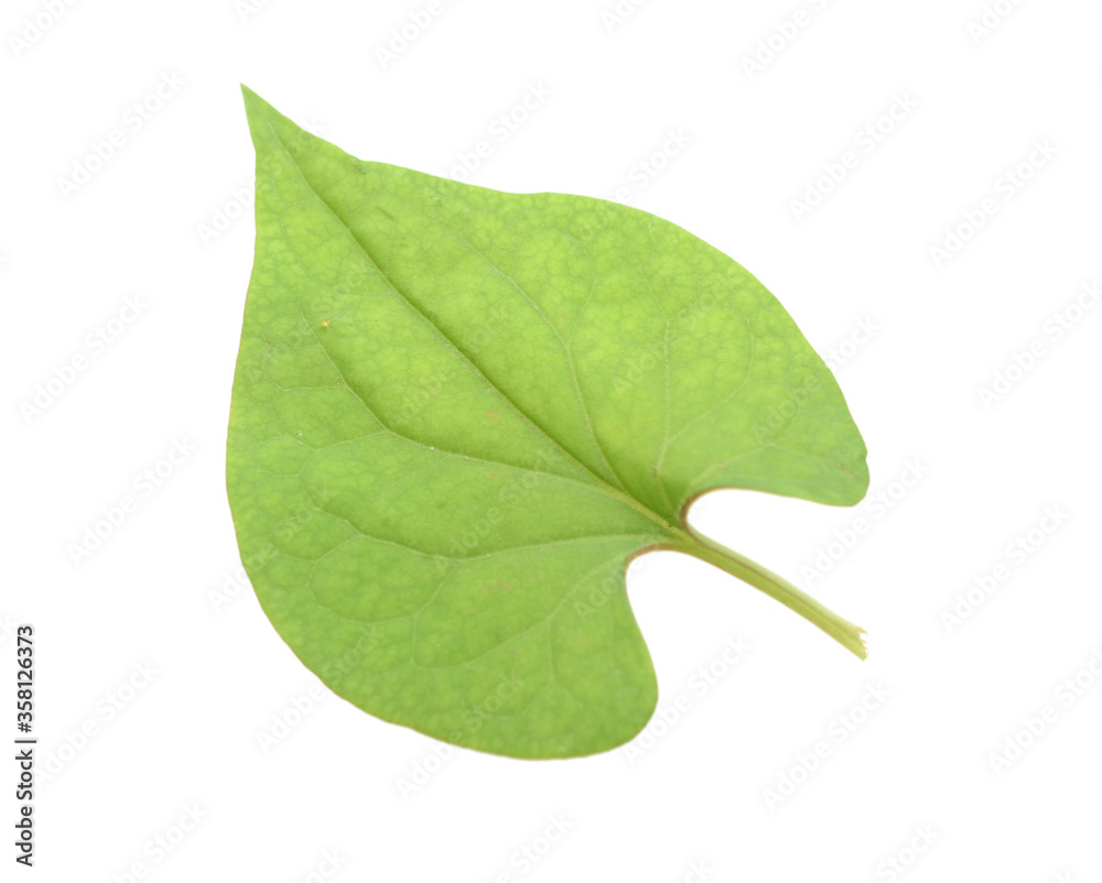 Obraz premium Houttuynia cordata leaf
