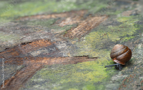 Focus Stacked Image of a Common Snail Crawling on a Lichen Covered Tree Stump photo