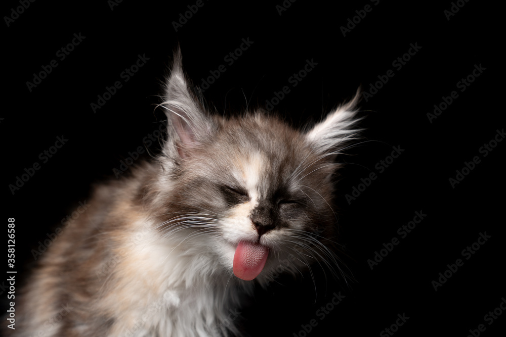 maine coon kitten licking invisible wiindow glass on black background