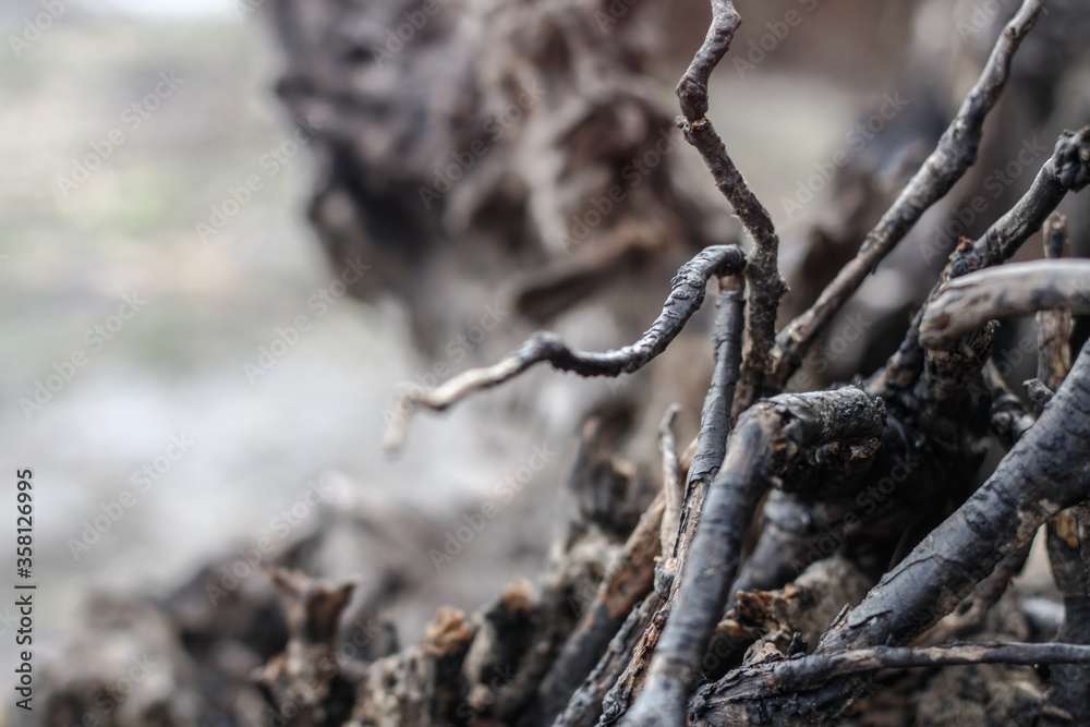 Beautiful decorative background with a wooden ruined driftwood. Unusual image of a stump for design. Stock photo Beautiful decorative background with a wooden ruined driftwood. Unusual image of a stump for design. Stock photo
