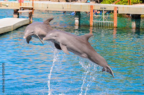 Couple of dolphins jump out of the water