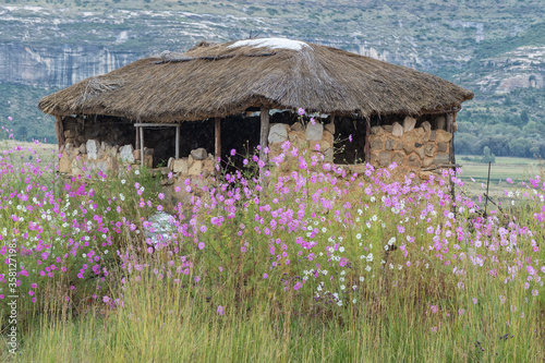 Cosmos flowers at ruin of farm stall on road R26