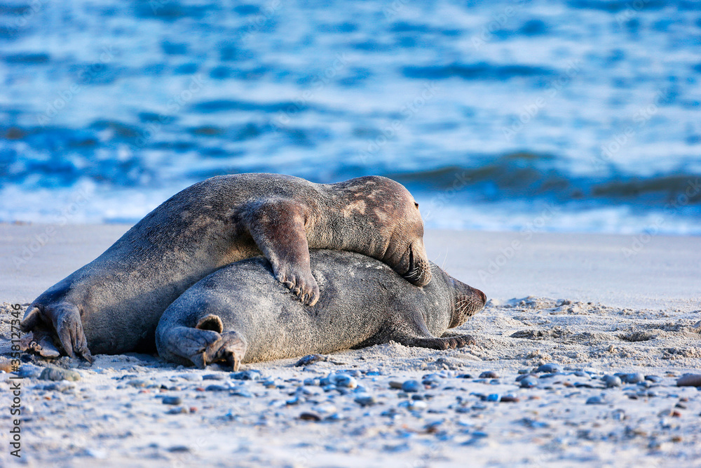 Fototapeta premium Grey Seal at Island Helgoland in Germany, Europe