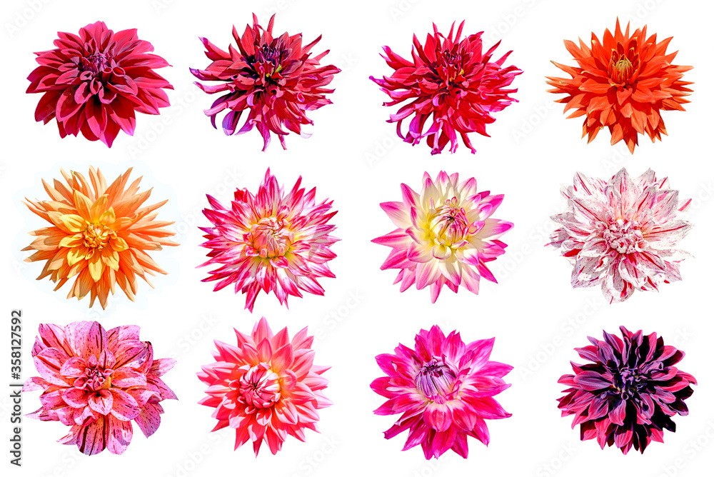 set of dahlia flowers isolated on white background