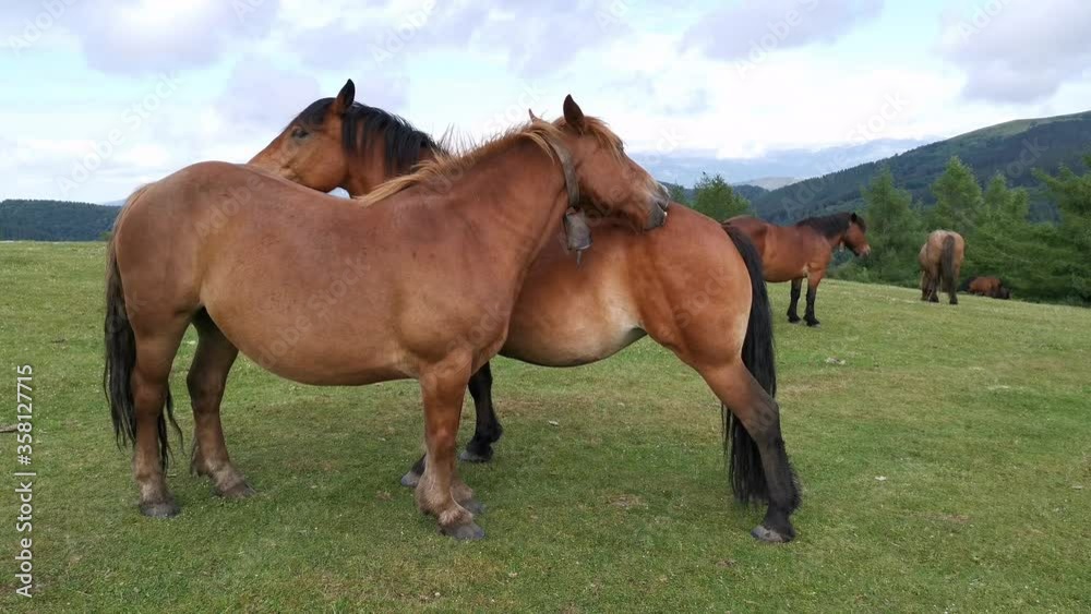 Brown horses licking each other in the meadows Brown horses licking each other in the meadows