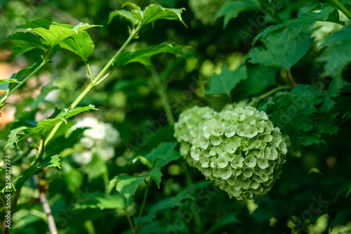 The blossoming flowers of the Kalina shrub against a background of green leaves, some are lit by the rays of the sun.