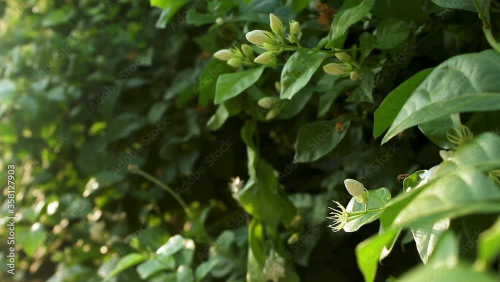 Jasmine flower with green leaves in the garden Jasmine flower with green leaves in the garden