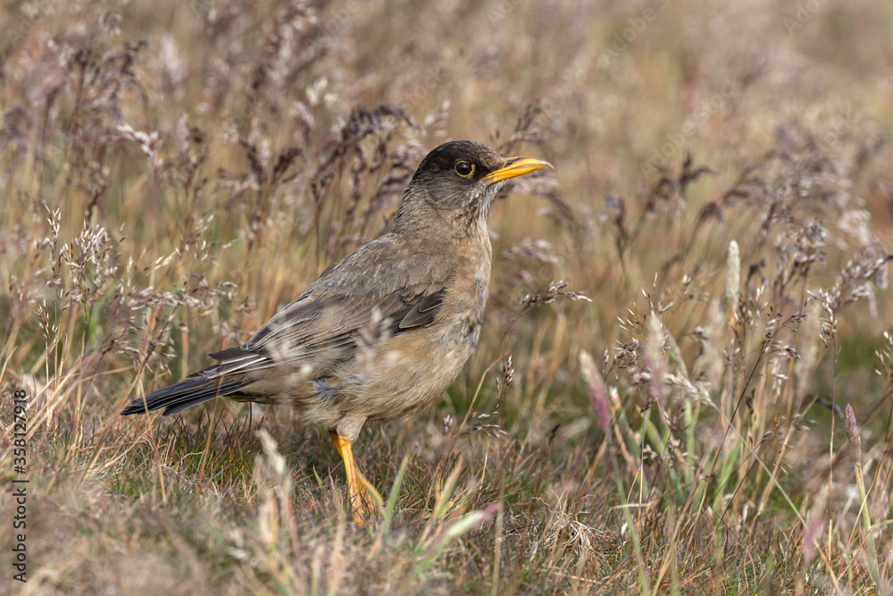 An adult Falkland Thrush